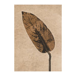 Calathea Caramel Limited Edition Print, Pernille Folcarelli