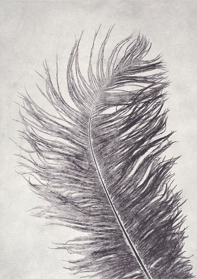 Grey Feather Limited Edition Print, Pernille Folcarelli